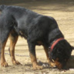 Meet your Posher, Donald